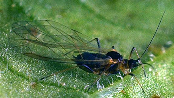 Winged (alate) Green Peach Aphid