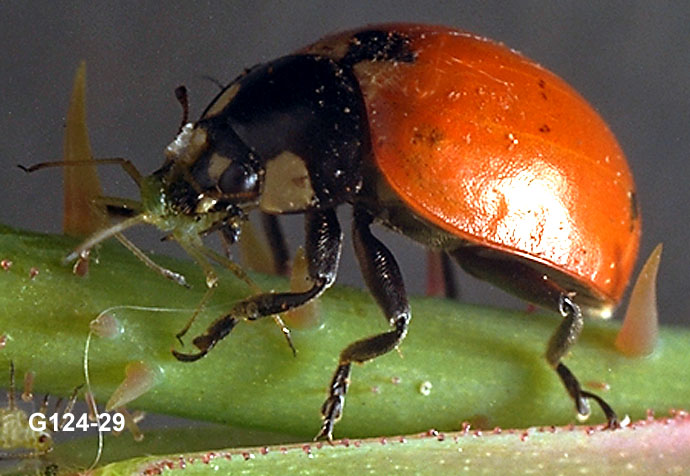Lady Beetle Adult