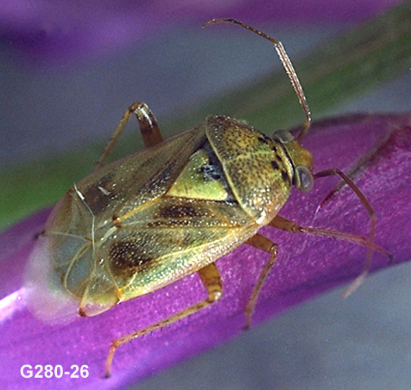 Lygus Bug Adult