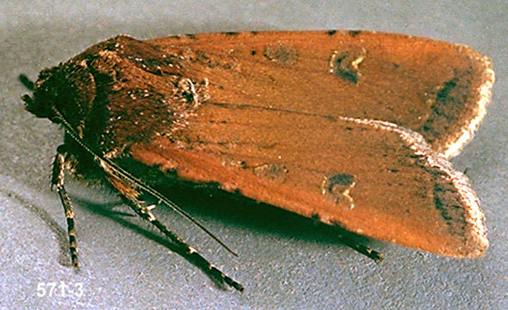 Redbacked Cutworm Adult