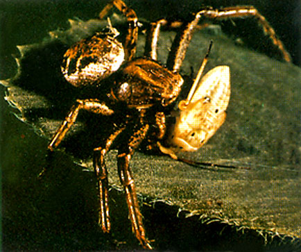Spider and Lygus Bug Nymph Prey