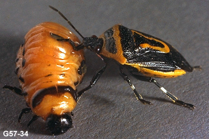 Twospotted Stinkbug and Colorado Potato Beetle Prey