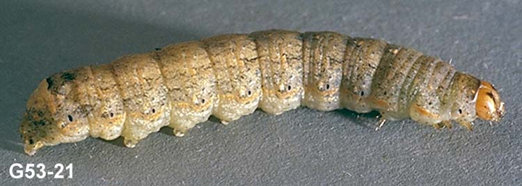 Variegated Cutworm Larva