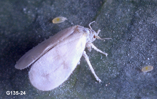 Whitefly Adult
