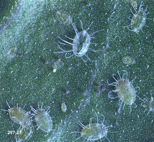 Whitefly Nymphs