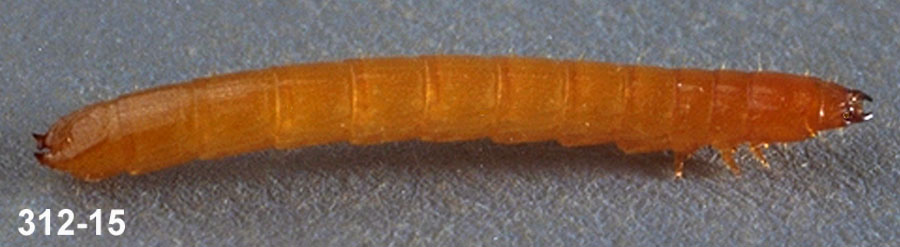 Wireworm Larva