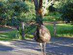 Emu at volcano park 