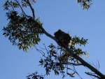 Koala 2 