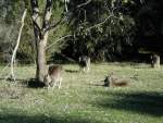 Grampions National Park - Kangaroos 2 