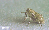 adult