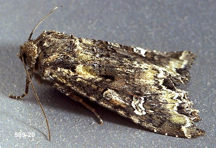 Bertha Armyworm Adult