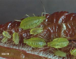 Mint aphid colony