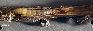 Mint root borer larva