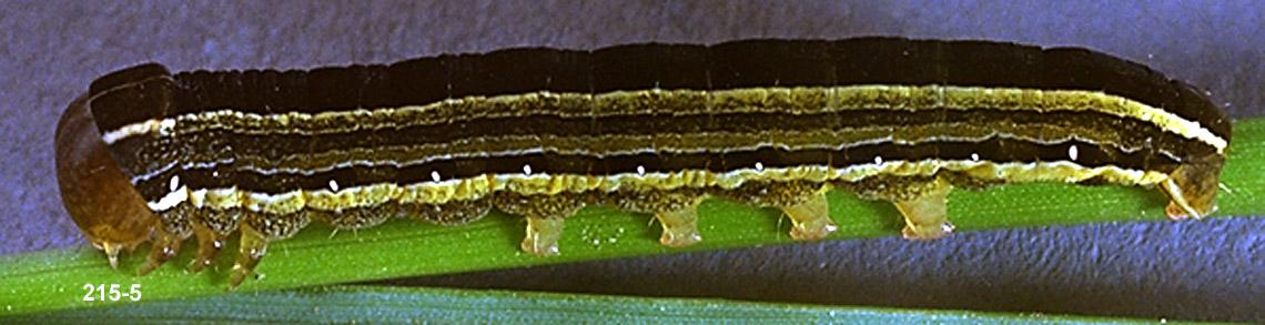 Glassy Cutworm Identification