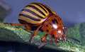 Colorado Potato Beetle- Link to larger image (99 K)