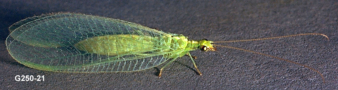 Green Lacewing Adult