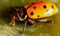 Lady Beetle Adult - Link to larger image (85K)