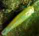 Intermountain Potato Leafhopper - Link to Larger Image (104K)