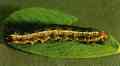 Western Yellowstriped Armyworm - Link to larger image (101K)